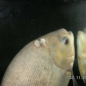 fish6.jpg