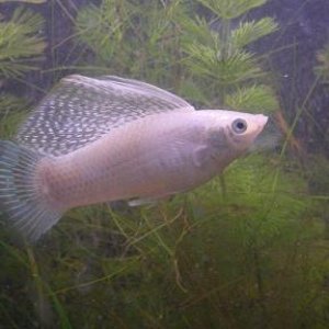 fish_004.jpg