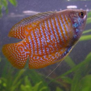fish_006.jpg