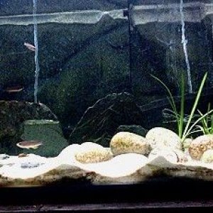 Tang_tank_2.jpg