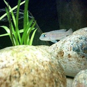 female_shell_dweller.jpg