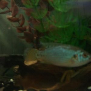 fishes008.jpg
