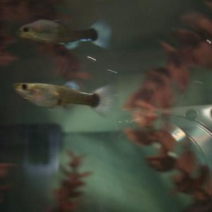 fishes002.jpg