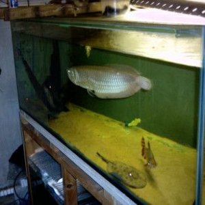 my_fish_will_eat_your_fish_002.jpg