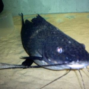 my_fish_will_eat_your_fish_003.jpg
