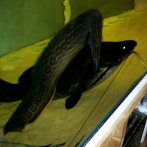 my_fish_will_eat_your_fish_004.jpg