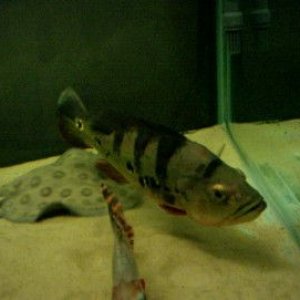 my_fish_will_eat_your_fish_005.jpg