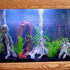 fishtank2.jpg