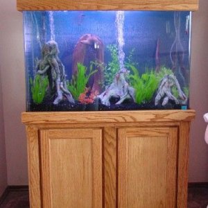 Fishtank1.jpg