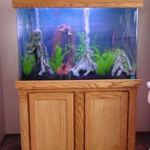 Fishtank1.jpg