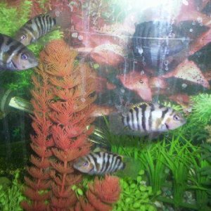 fish_003.jpg