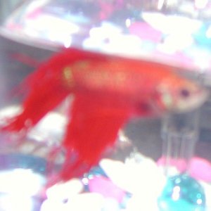 bettas_022107_009.jpg