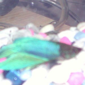 bettas_022107_004.jpg