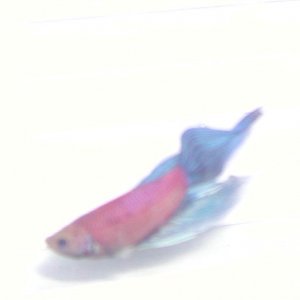 bettas_022107_011.jpg