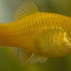 platy1.jpg