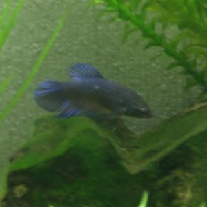 CIMG0717__Small_.JPG