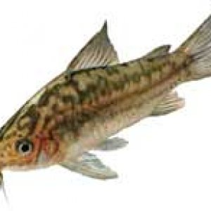 cory.jpg
