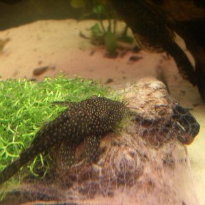 bristlenose.JPG