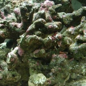 Reef_4.JPG