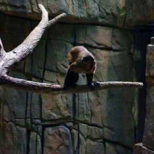 Capuchin.JPG