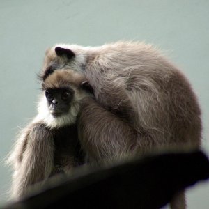 Monkey_Hug.JPG