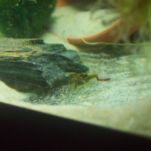 skinny_puffer_001.jpg