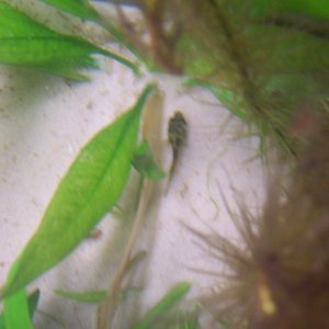 skinny_puffer_002.jpg