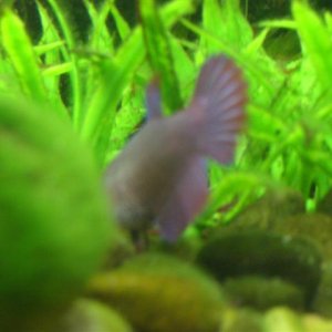 CIMG0772__Small_.JPG