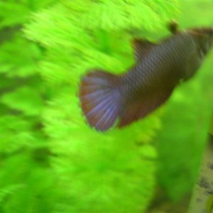 CIMG0779__Small_.JPG