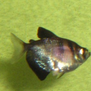 widow_tetra1.jpg