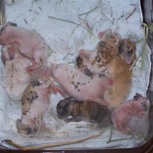 Picture_005__Small_.jpg