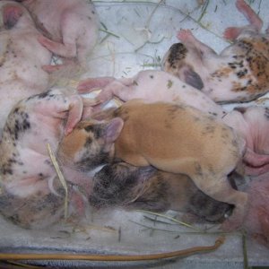 Picture_006__Small_.jpg