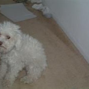 Picture_11_25_028__WinCE_.jpg