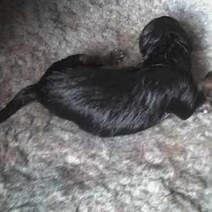heidipup.jpg