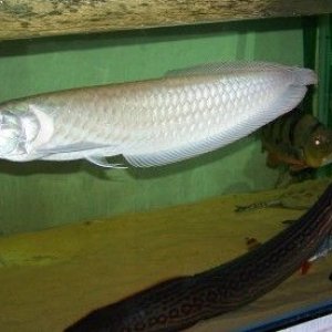Silver_arowana_new_1.jpg