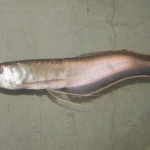 black_arowana_new_1.jpg