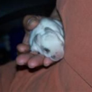 betta_and_bunny_014__WinCE_.jpg
