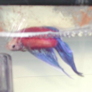 pinky2.jpg