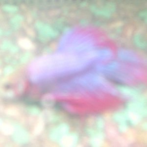 raspberry.jpg