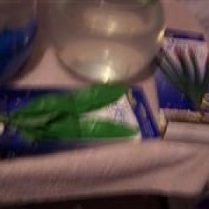 betta_and_bunny_028__WinCE_.jpg