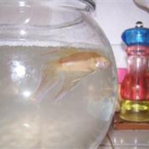 Picture_003__Small___WinCE_.jpg