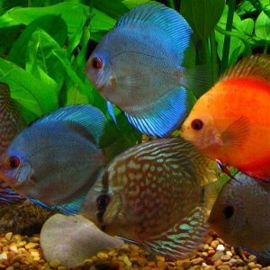 discus2.JPG