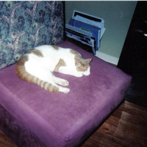 creamasleep.jpg
