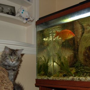 patsy_in_livingroom.jpg