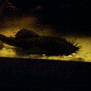 Bristlenose.jpg