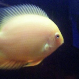 severum3.jpg