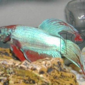 Betta_Flash___Edit.jpg