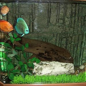 discus_march24.JPG