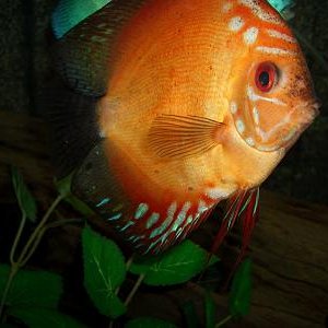discus_mar_24.JPG
