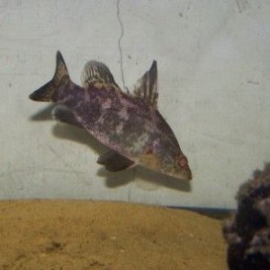 nile_perch_1.jpg